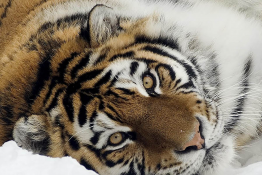 Kraków Atrakcja Zoo Ogród Zoologiczny - Kraków 